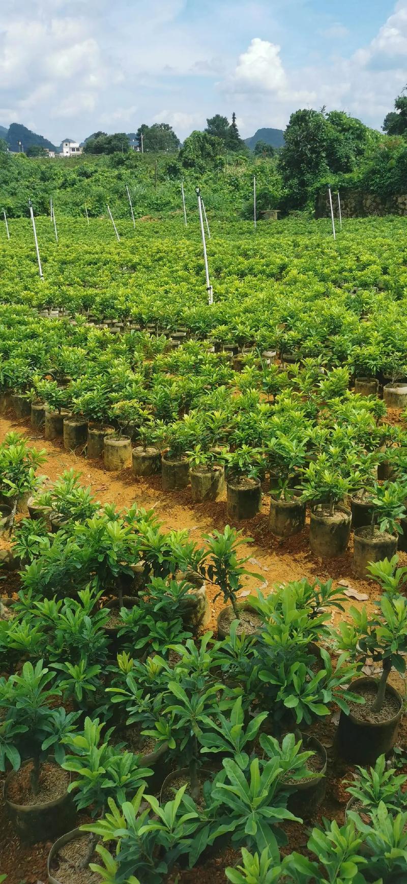 景观设计与施工：匠心独运的自然艺术