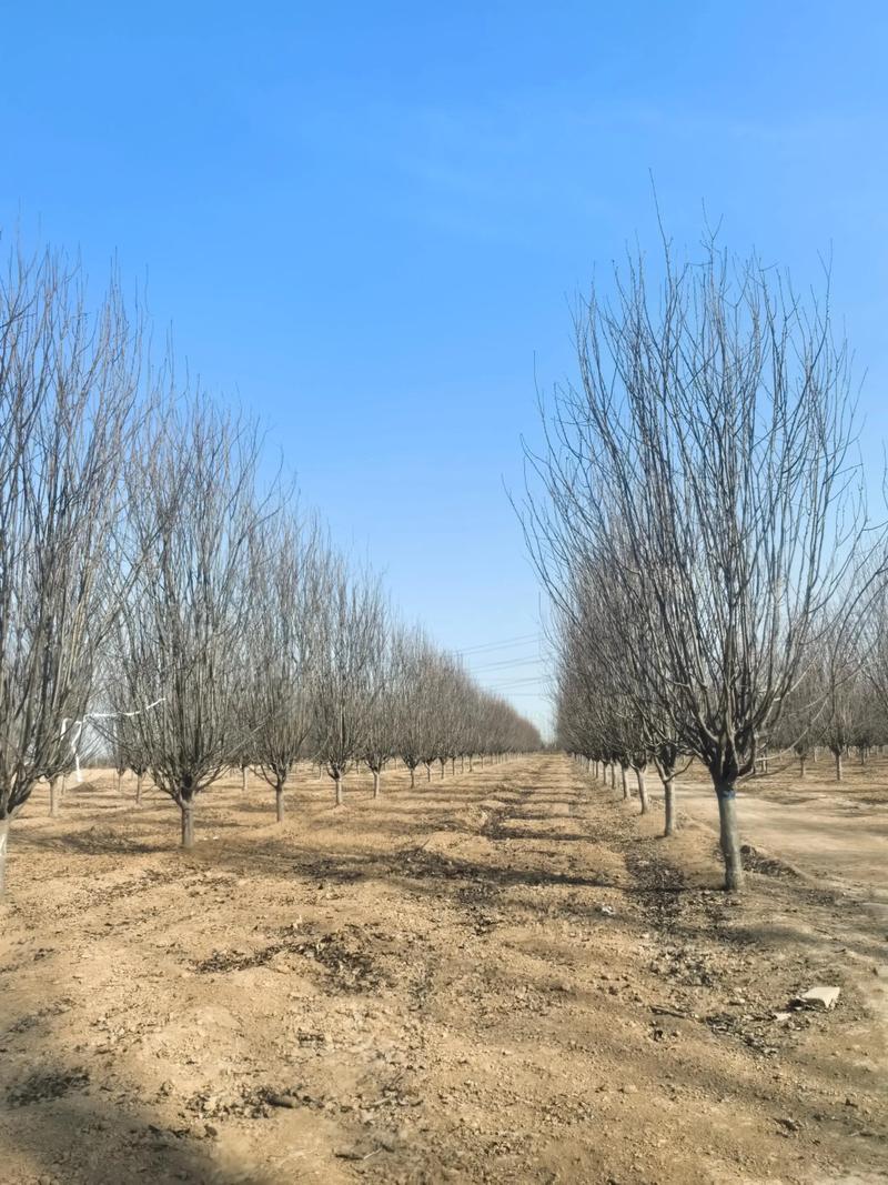 景观设计与施工：城市绿肺的生命线